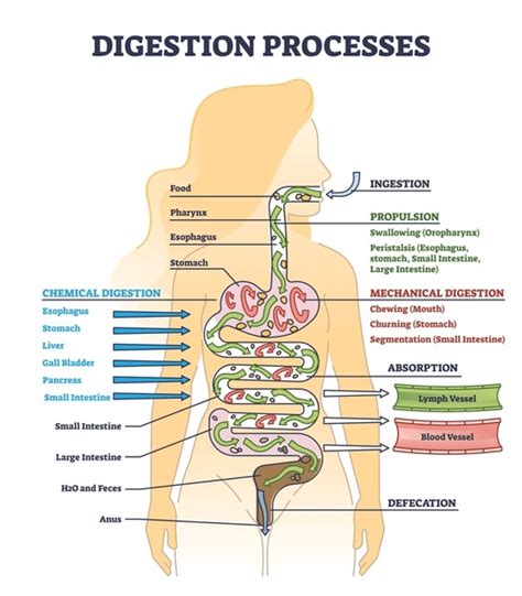 Diagrama De Digesti N De Alimentos