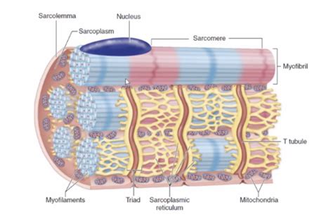 Muscle Contraction Flashcards Quizlet