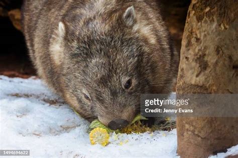 1043 Wombat Photo Stock Photos High Res Pictures And Images Getty