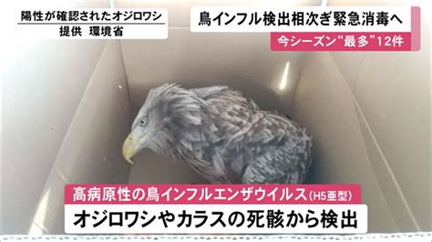 今シーズン最多12件野鳥から高病原性の鳥インフル 相次ぎ検出 北海道194施設で緊急消毒へ 北海道ニュースuhb Timeline