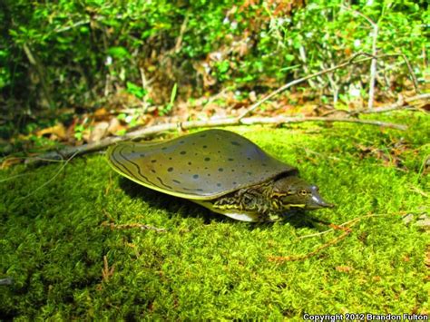 Gulf Coast Spiny Softshell Apalone Spinifera Aspera