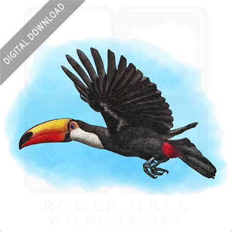 Stock Art Drawing of a Toco Toucan