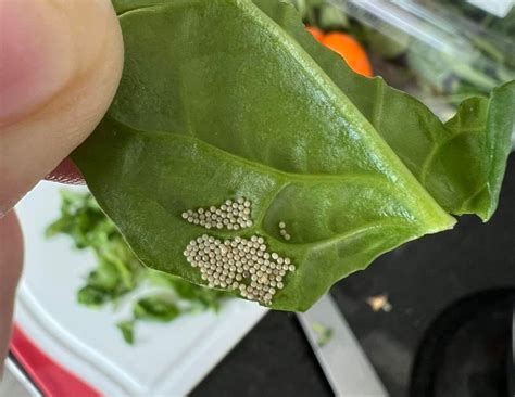 What To Do If You Find Insect Eggs In Your Food Vancouver Is Awesome