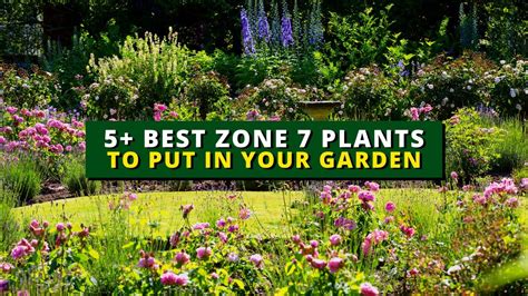 5 Perfect Plants For Zone 7 Best Zone 7 Plants To Put In Your Garden 🌻🌿🍃 Youtube