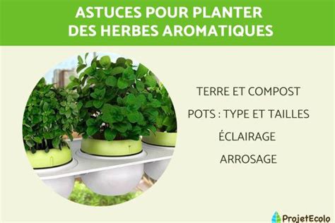 Comment Planter Des Herbes Aromatiques D Couvrez Les Tapes