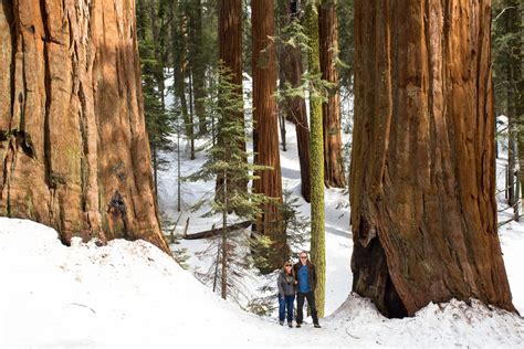 Sequoia National Park | PHOTO AMERICA