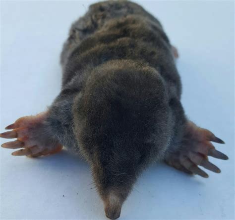 Moles – Admiral Wildlife Services