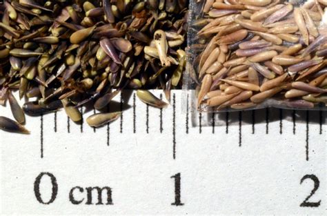 Zoysia Tenuifolia Seeds Zoysia Grass Ornamental Grasses Harvest