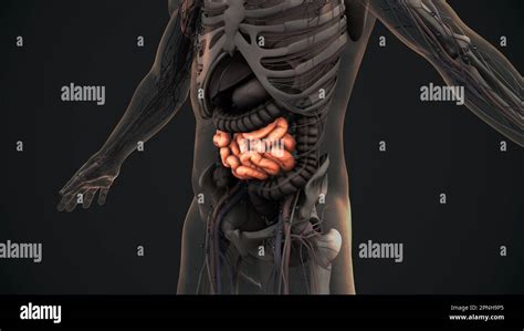 Human small intestine anatomy Stock Photo - Alamy