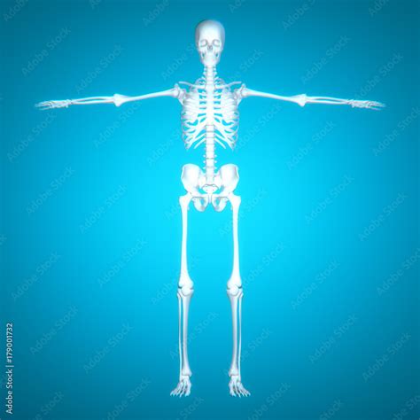 Human Body Anatomy,bones. Stock Illustration | Adobe Stock