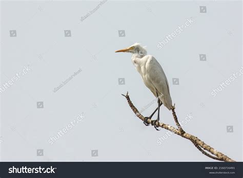 65 White bagula Images, Stock Photos & Vectors | Shutterstock