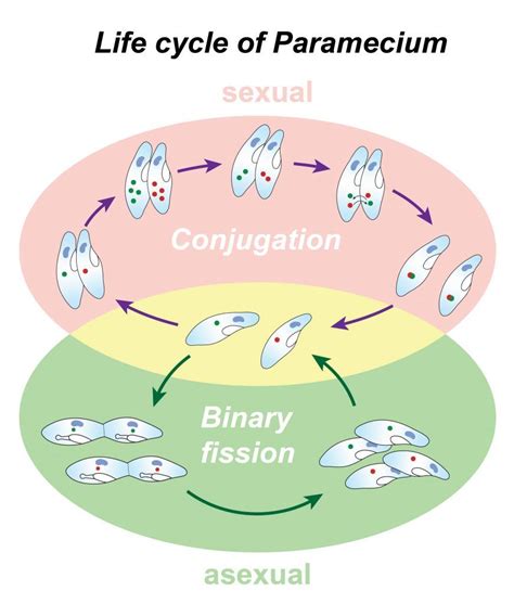 Paramecium Reproduction Physiology And Behaviors In 2023 Physiology