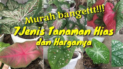 Jenis Keladi Hias Dan Harganya Caladium Murah Dan Cantik Youtube