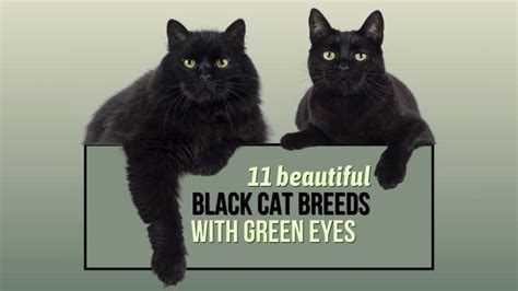 11 Beautiful Black Cat Breeds With Green Eyes