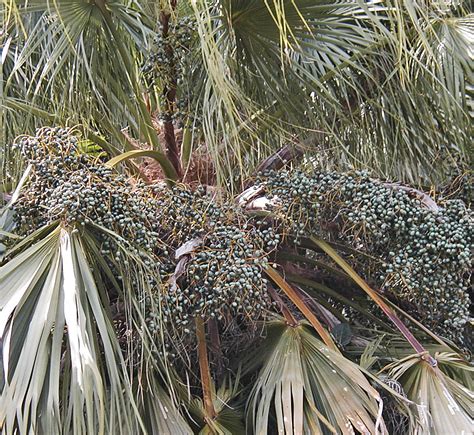 Livistona Chinensis Palm ID