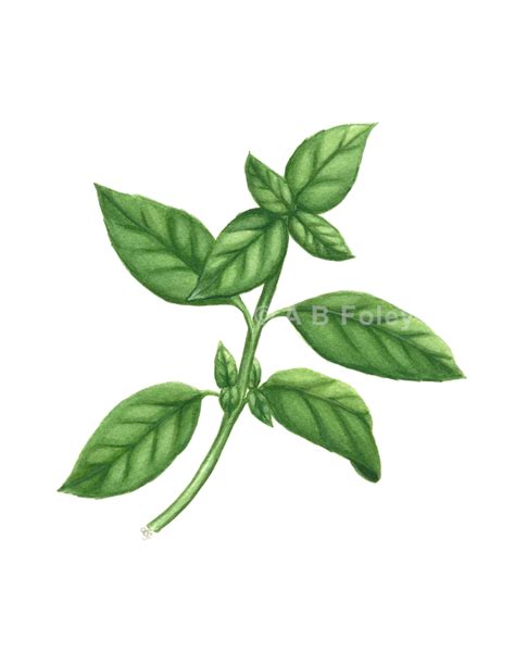 Archival Print - "Basil Plant" - A B Foley