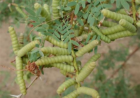 Mesquite | Desert, Shrub, Legume | Britannica