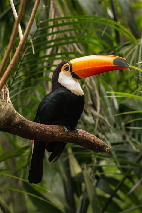 Beyond Stunning Pictures Watch Video For Intriguing Toucan Facts