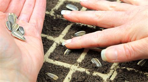 How To Plant Sunflower Seeds Indoors Storables