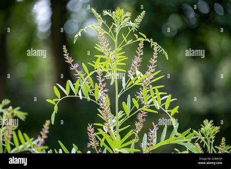 Licorice In Bloom Glycyrrhiza Glabra Hi Res Stock Photography And