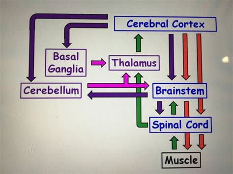 Cerebellum Basal Ganglia Flashcards Quizlet