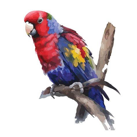 Premium Vector | Watercolor colorful bird vector