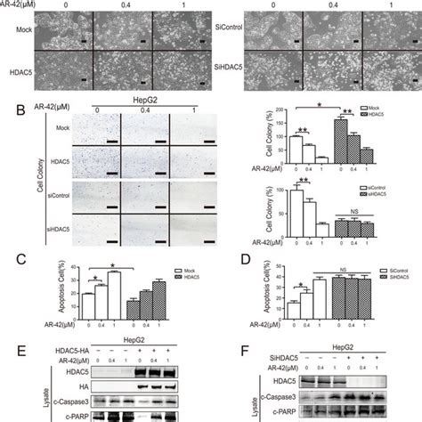 AR 42 Induced HepG2 Cell Apoptosis In Vitro Cells Were Transfected