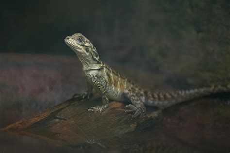 Philippine Sailfin Lizard 4279605 Stock Photo At Vecteezy