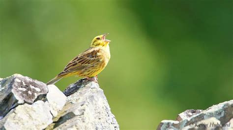 Male Yellowhammer - Singing Photograph by Kevin Hubbard - Pixels