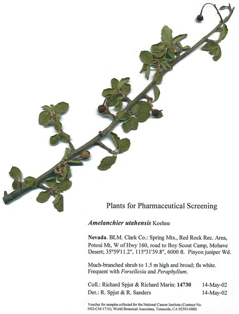 Amelanchier