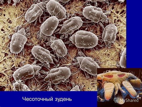 Презентация на тему: "БИОТИЧЕСКИЕ взаимоотношения Панфилова Ирина ...