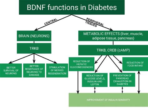 Functions Of Brain Derived Neurotrophic Factor Bdnf In Diabetes