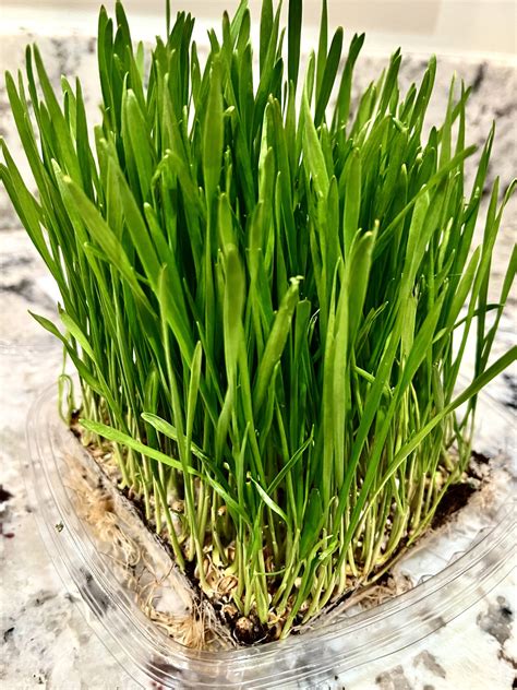 Living Wheatgrass Non Gmo Certified Organic Seed Mt Wild Roots