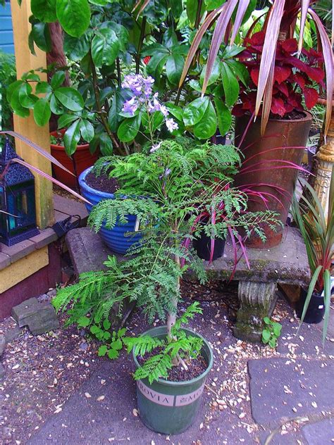 Jacaranda Bonsai Blue A Dwarf Jacaranda Tropical Looking Plants