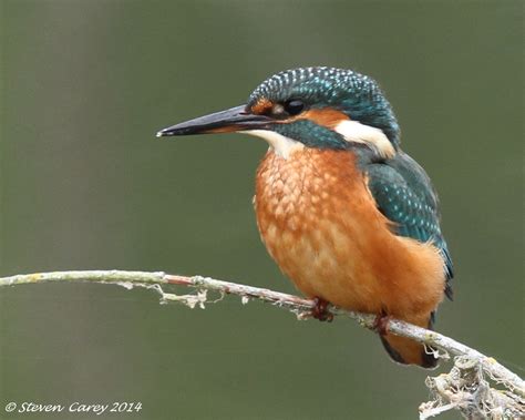 Kingfisher Alcedo Atthis Blashford Lakes Nature Reserve Flickr