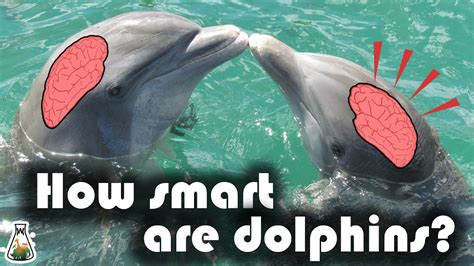 How Are Dolphins Smart Over The Bridge