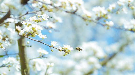 Free Images Tree Nature Branch Plant Sunlight Leaf Flower Food