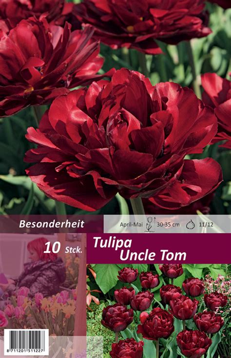 Gef Llte Sp Te Tulpen Tulipa Uncle Tom Blumenzwiebeln Fr Hjahrsbl Her