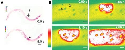 [PDF] The Electrical Response to Injury: Molecular Mechanisms and Wound ...