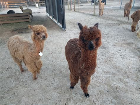 The Adorable World Of Alpaca Farming In Virginia Rva Mag