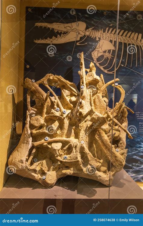 Whale Fossil in the Museum at Wadi El-Hitan Paleontological Site Editorial Stock Photo - Image ...