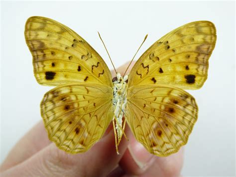 Phalanta Aethiopica Ssp Female Aureus Butterflies Insects