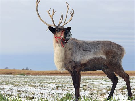 General Information About Reindeer - Reindeer Owners and Breeders ...