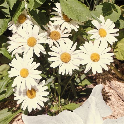 Wild Daisies Free Stock Photo - Public Domain Pictures 