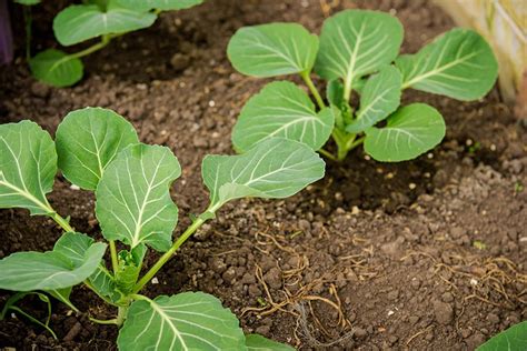 13 Tips For Starting An Organic Vegetable Garden By Seed