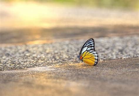 Borboleta Amarela Significado Espiritual Simbolismo E Poder Mundo Da