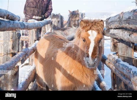 Native Siberia Hi Res Stock Photography And Images Alamy