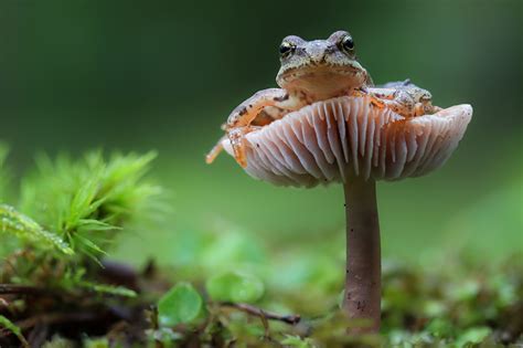 Picture Frog Bokeh Mushrooms Nature Animals