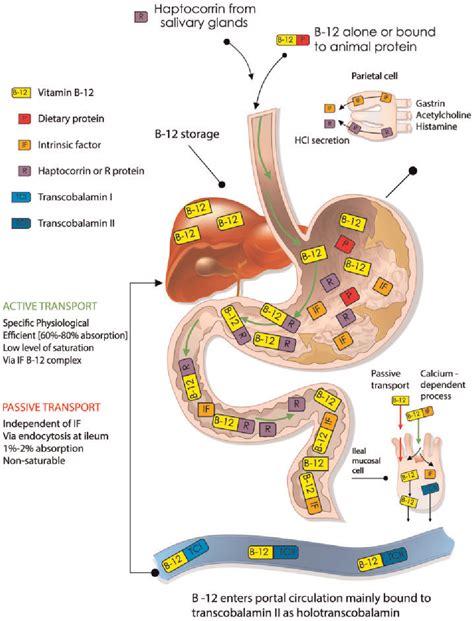 Figure From Methods To Assess Vitamin B Bioavailability And