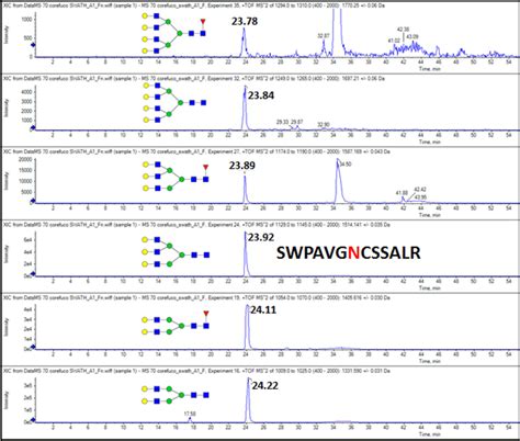 Xic Chromatogram Of Six Glycoforms Of The Swpavgncssalr Glycopeptide Of